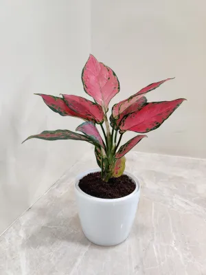 Aglaonema Beauty Plant, the Ideal Corporate Gift