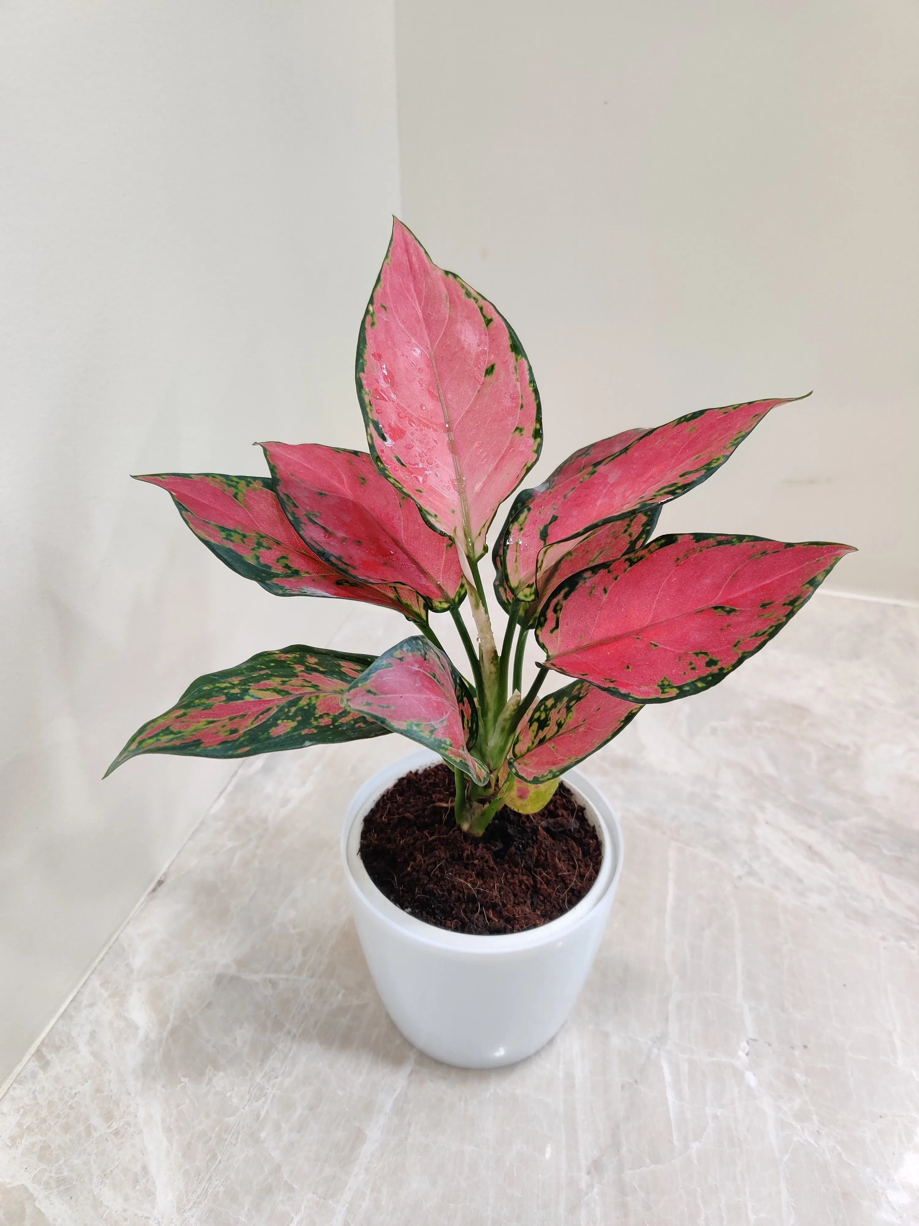 Aglaonema Beauty Plant, the Ideal Corporate Gift