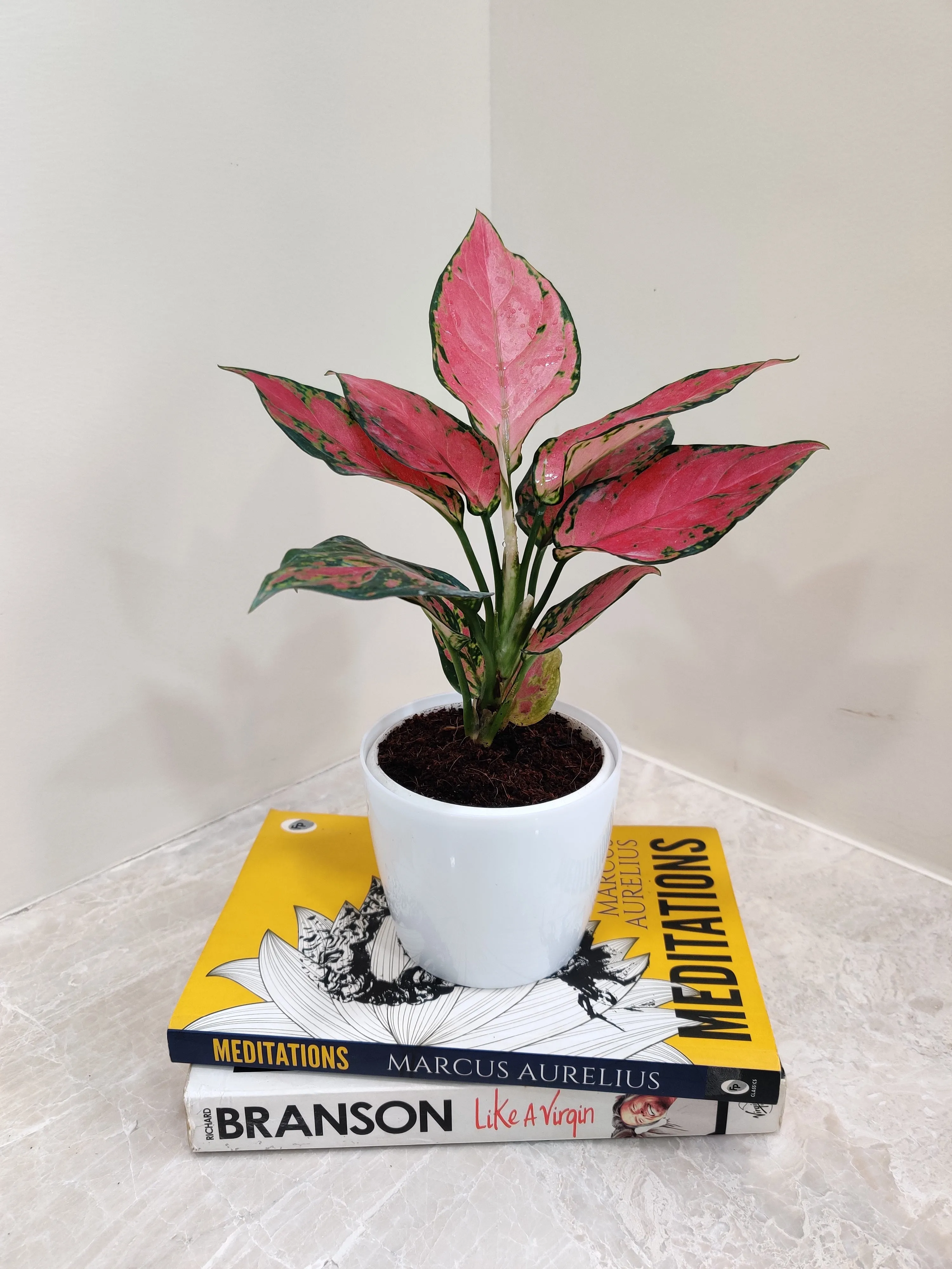 Aglaonema Beauty Plant, the Ideal Corporate Gift