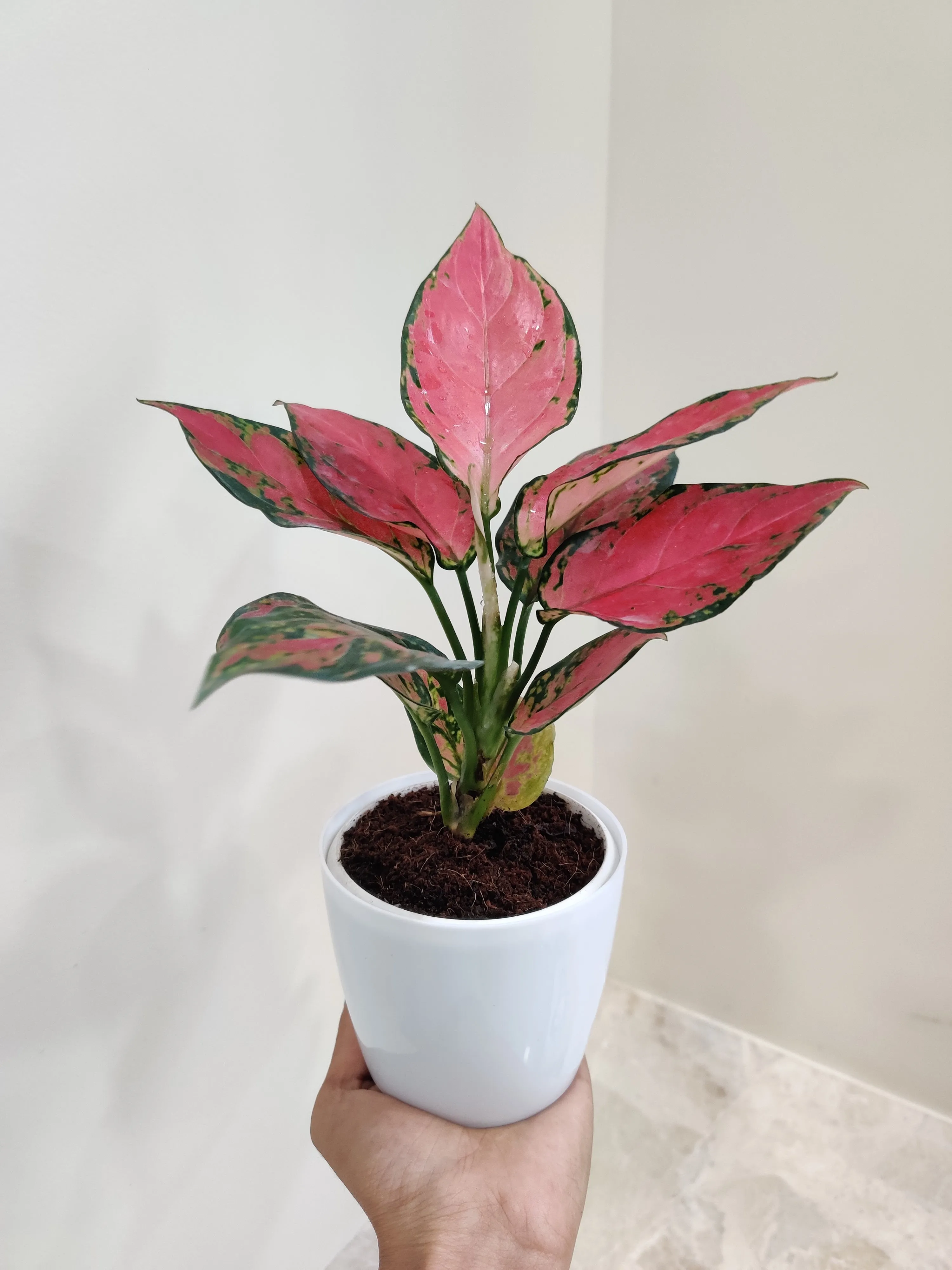 Aglaonema Beauty Plant, the Ideal Corporate Gift