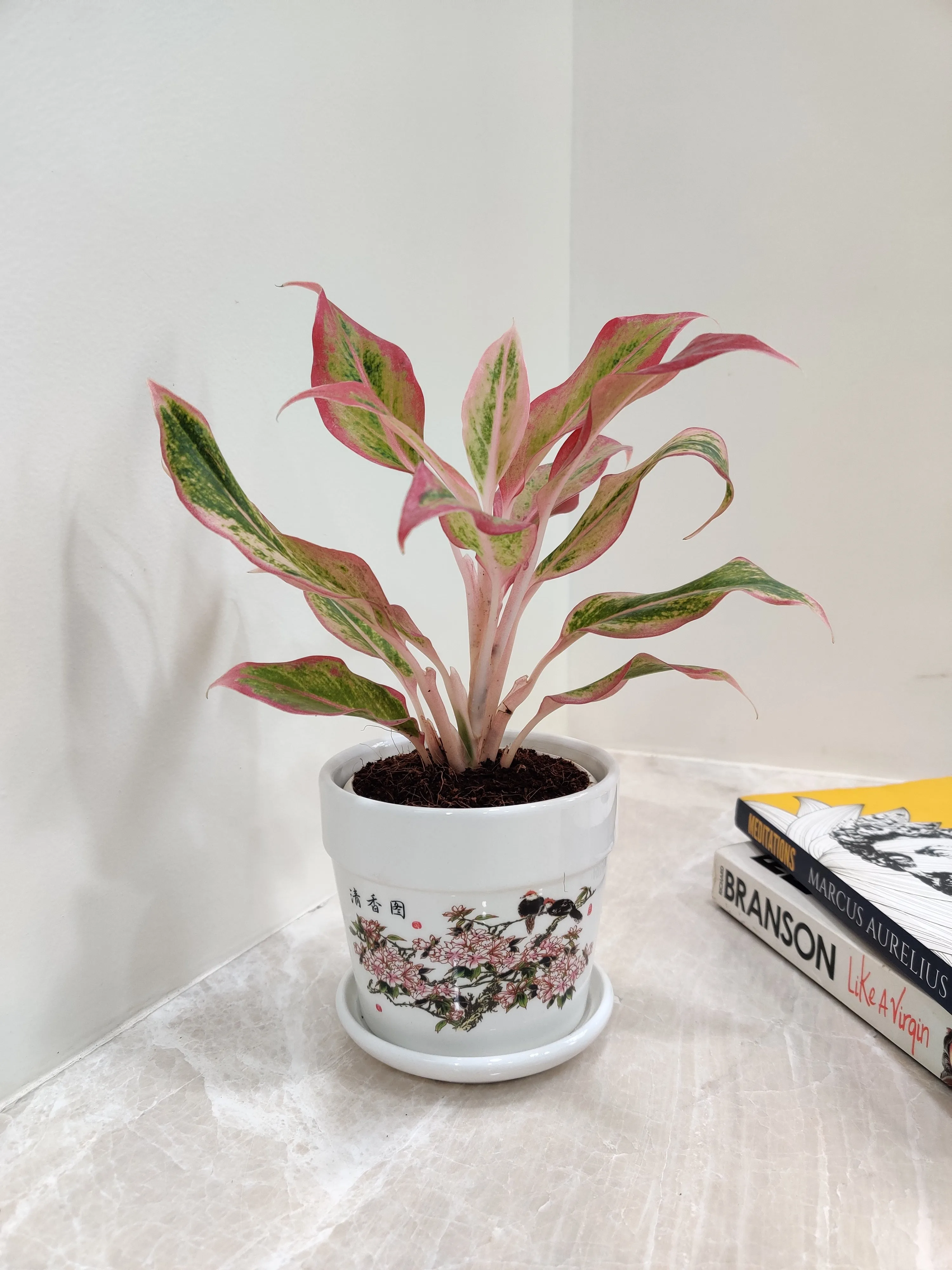 Aglaonema New Pink Corporate Gift Plant