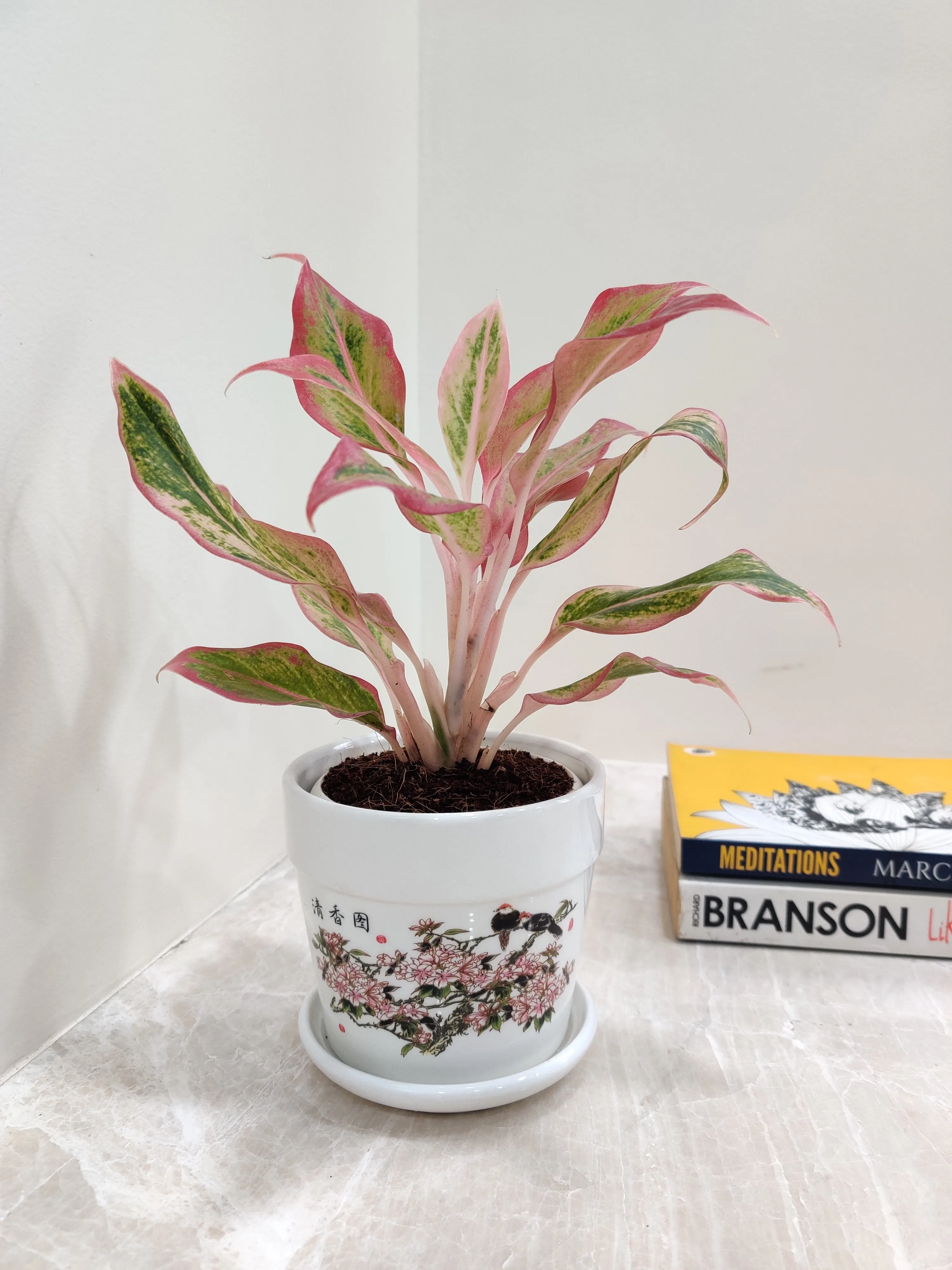 Aglaonema New Pink Corporate Gift Plant
