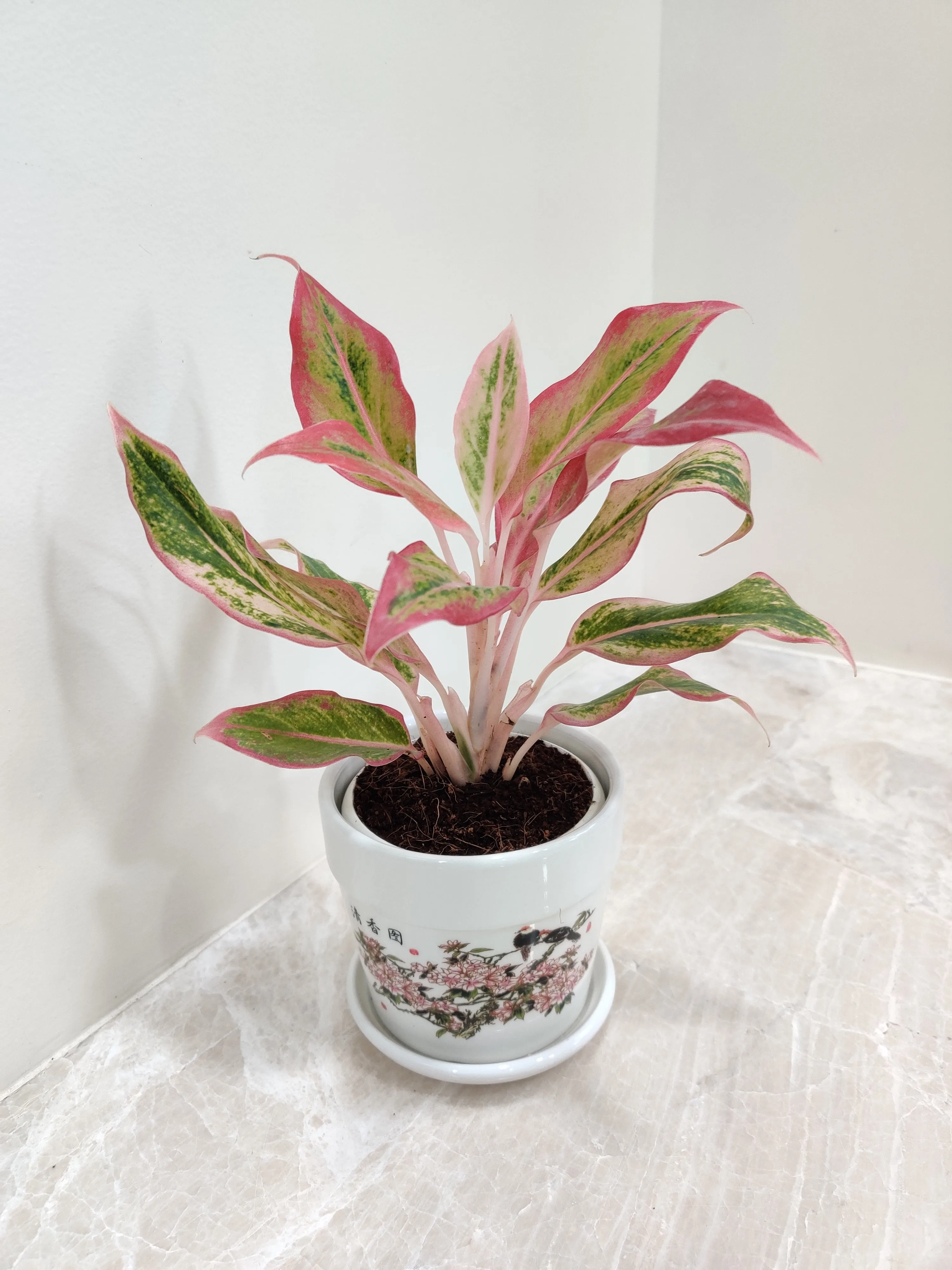 Aglaonema New Pink Corporate Gift Plant