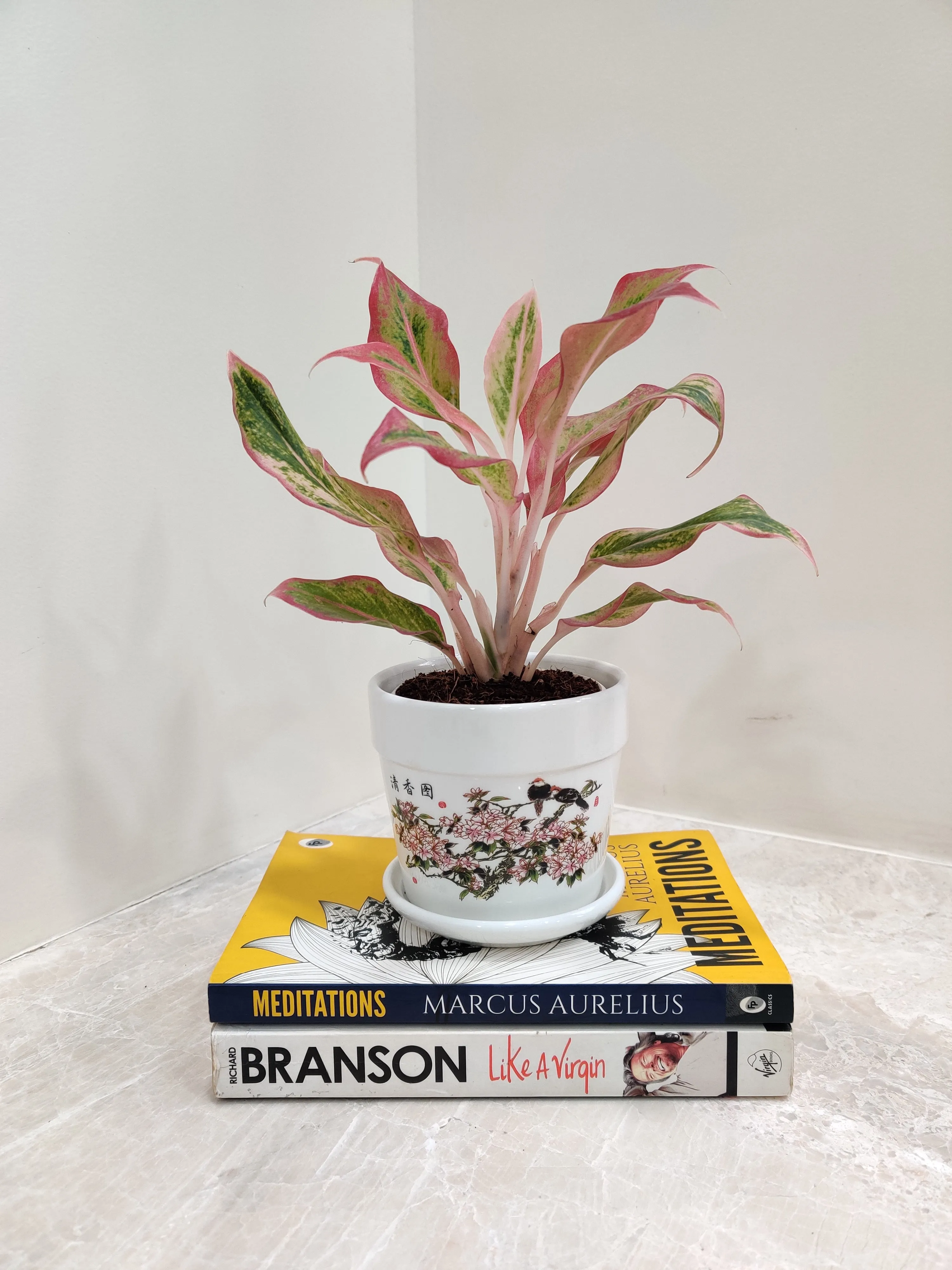 Aglaonema New Pink Corporate Gift Plant